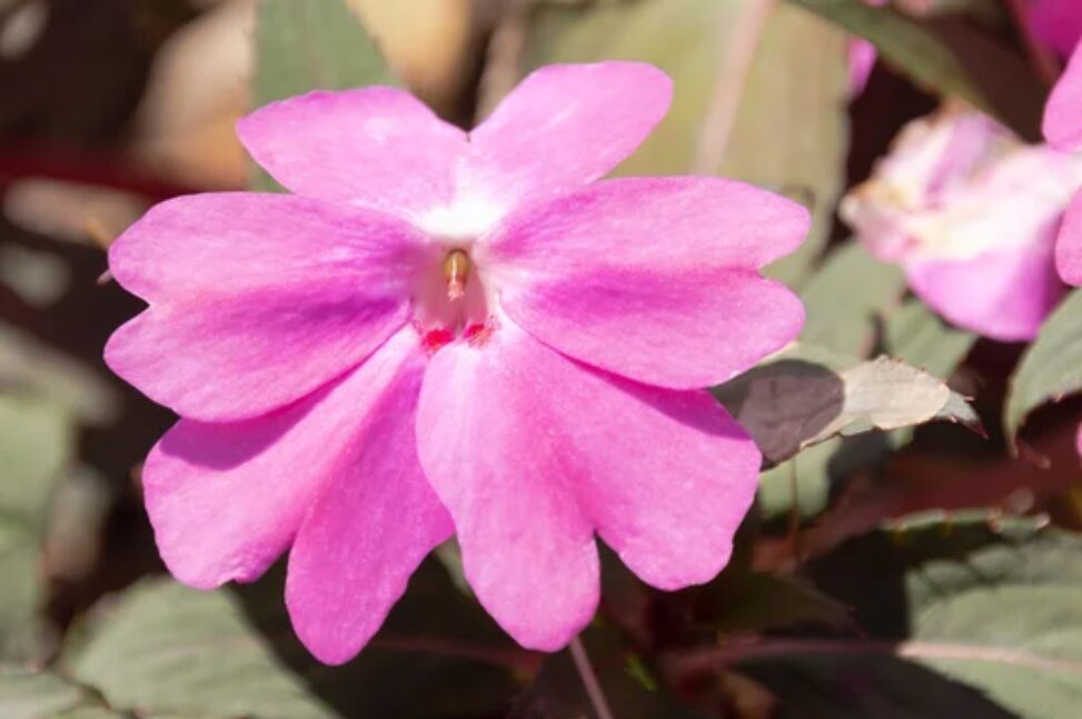 フィリピン被災地への花の支援に関する活動資料
