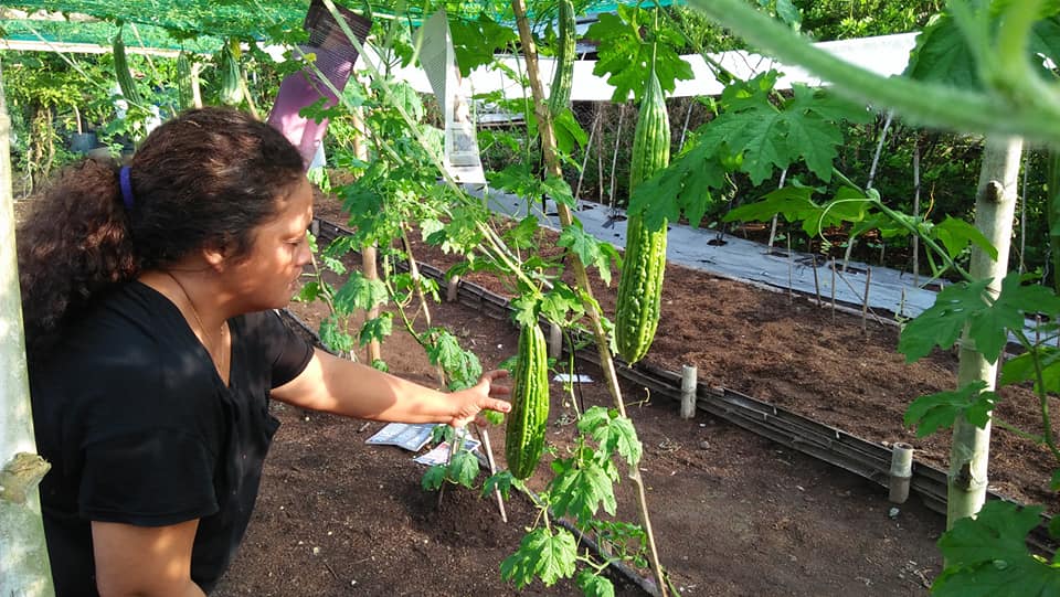 トヨタ環境助成プロジェクトで栽培された野菜と家庭菜園の様子