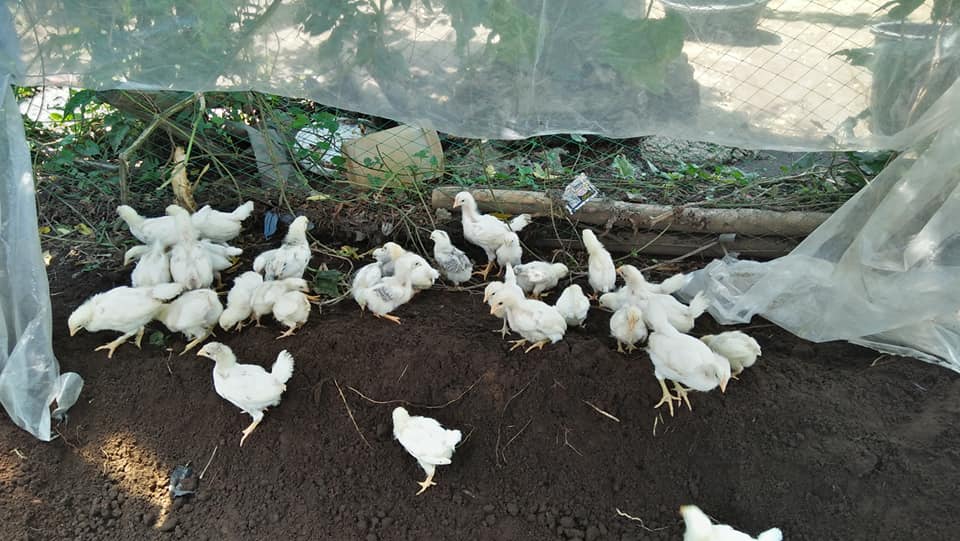 トヨタ環境助成プロジェクトで見られた小規模家畜と農家の暮らし