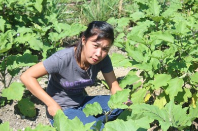 トヨタ環境助成プロジェクトで育てられた作物と野菜栽培