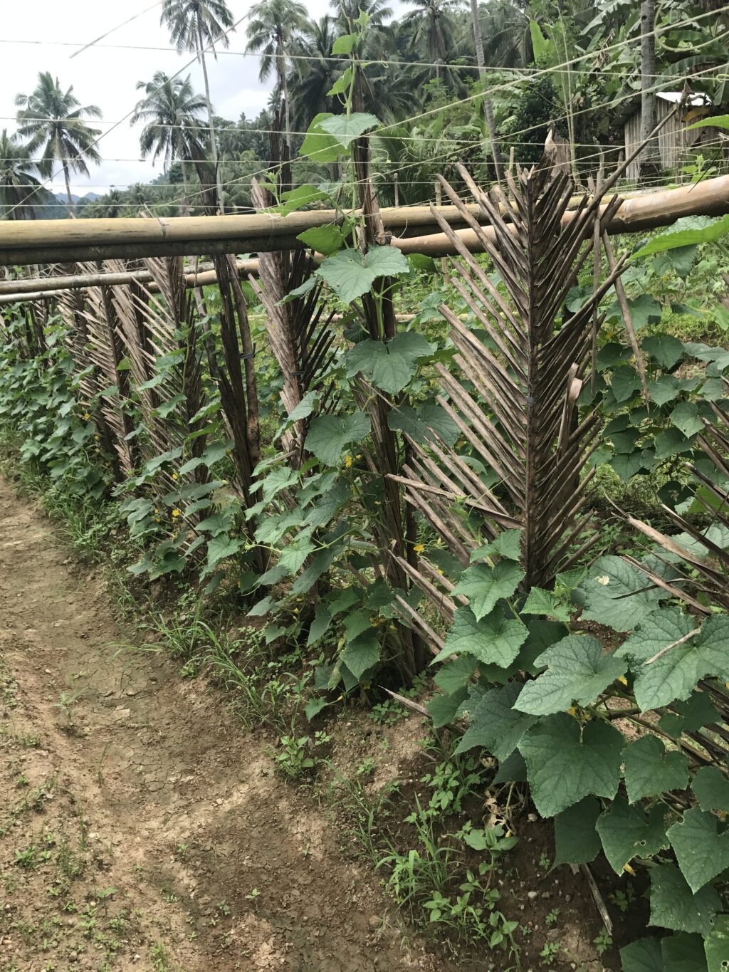 トヨタ環境助成プロジェクトで栽培された家庭菜園と作物
