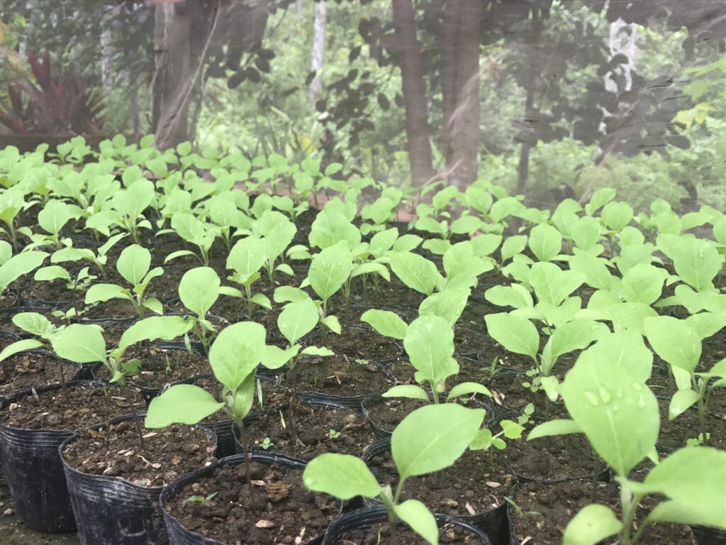 Seedlings prepared for agroforestry planting activities in Albuera, Leyte