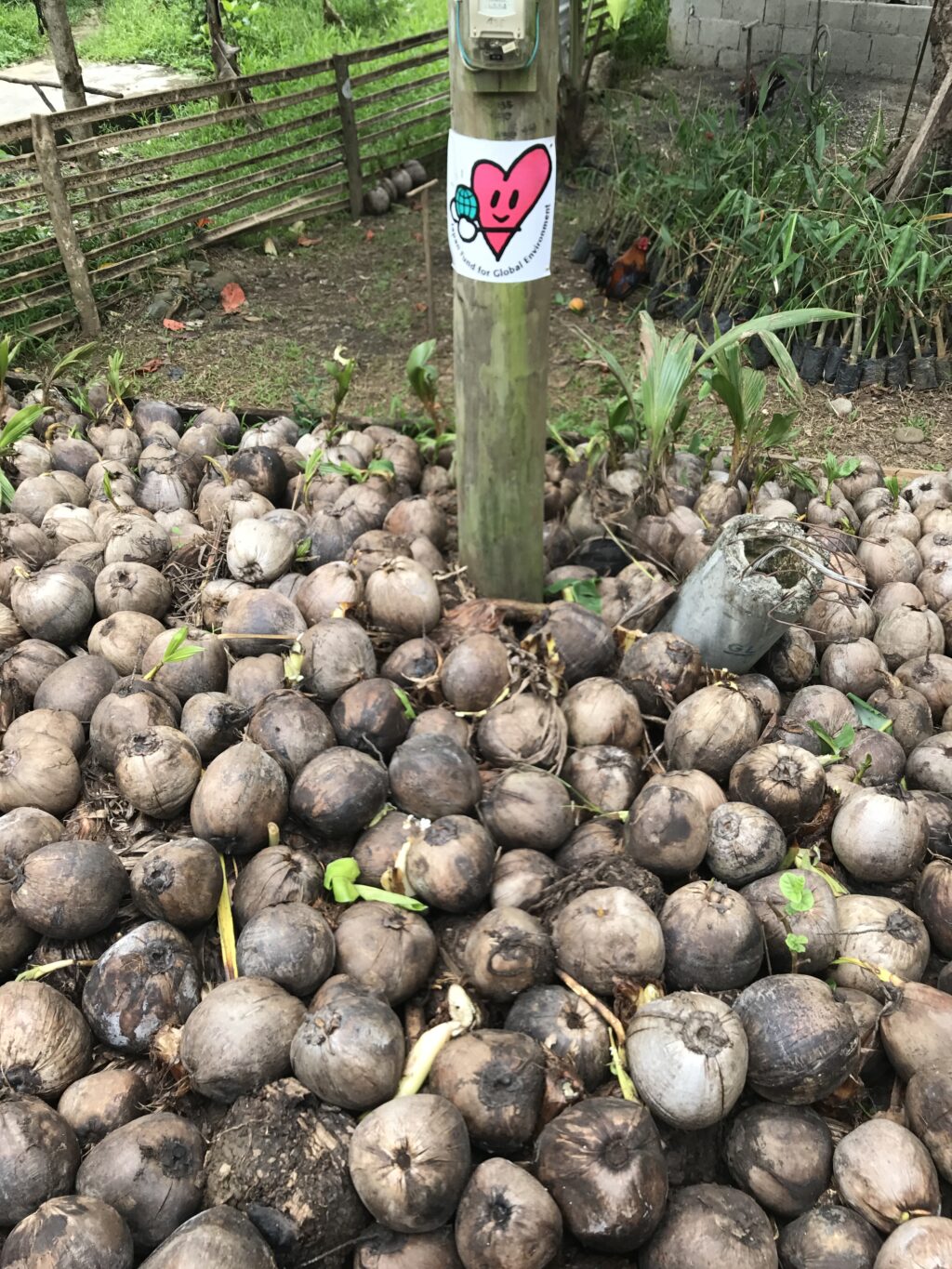 Agroforestry seedlings and planting materials prepared for farmers