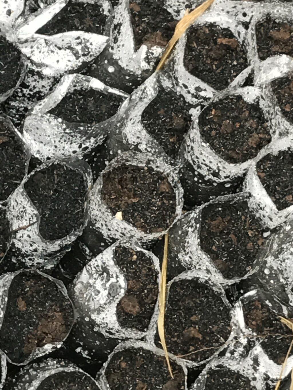苗木づくりと植栽準備の細部