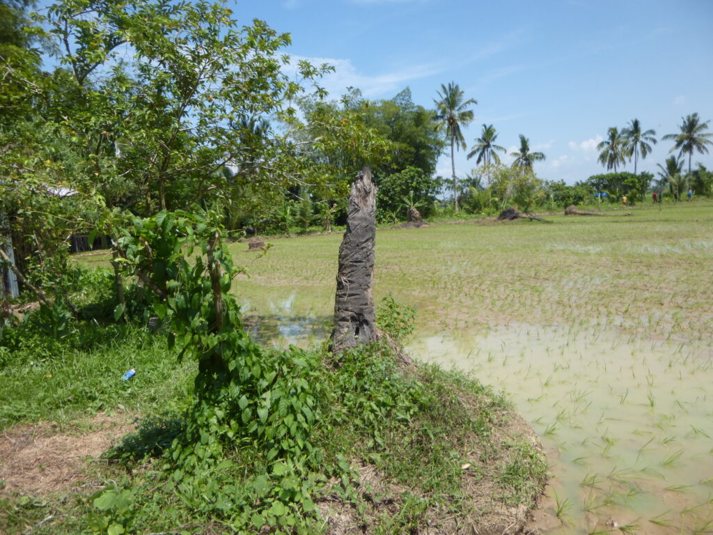 Field activity and community work related to agroforestry continuation in Leyte