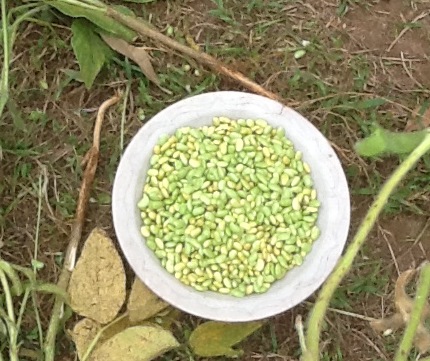 Tofu-making and food education exchange in Daizu Kids Africa