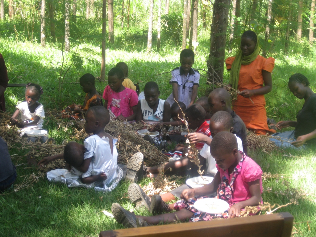 Children harvesting soybeans in Daizu Kids Africa