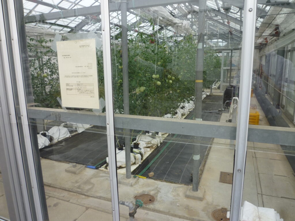 Record of tomato greenhouse cultivation training at JA Aichi Ama