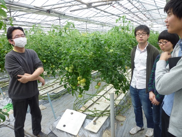 Tomato greenhouse agricultural training in Japan
