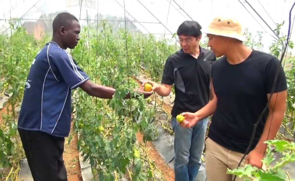 Greenhouse agriculture support site in Malava, Kenya
