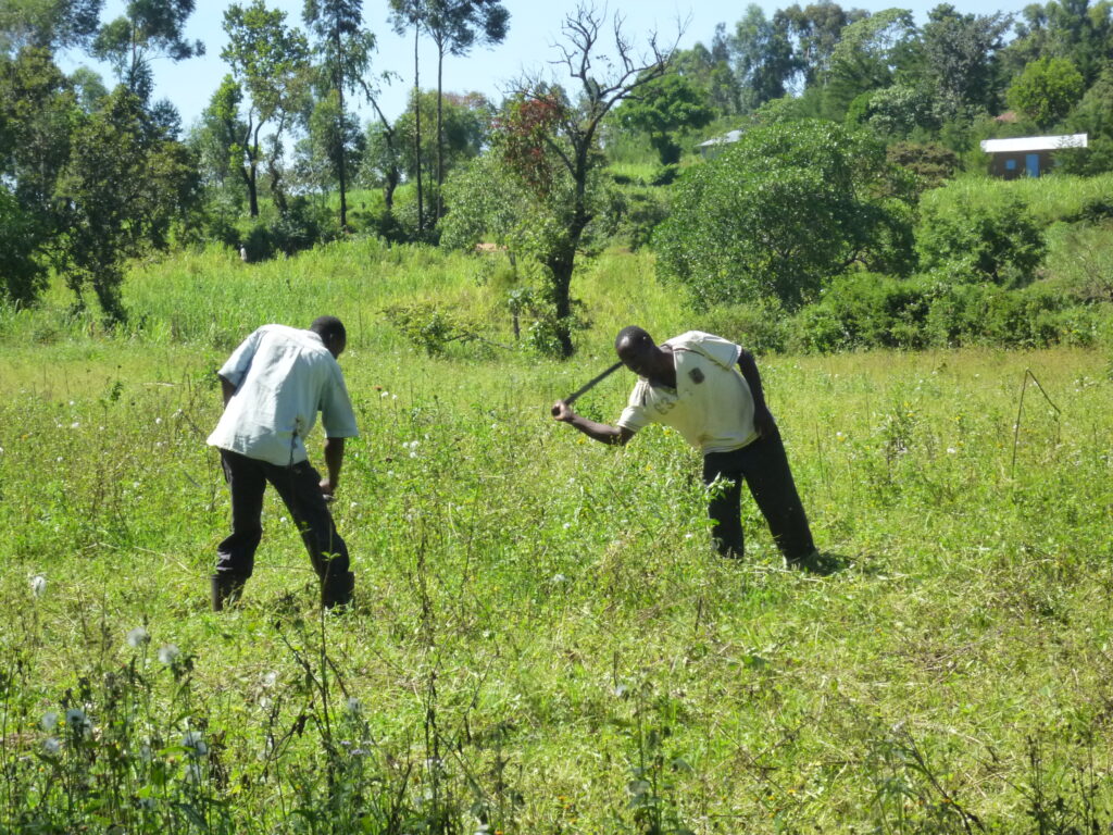 Photo of tomato cultivation support and field activities in Kenya