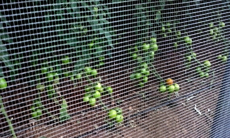 Tomato cultivation and micro-empowerment activities in Kenya